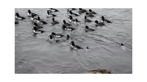 Ducks swimming in water