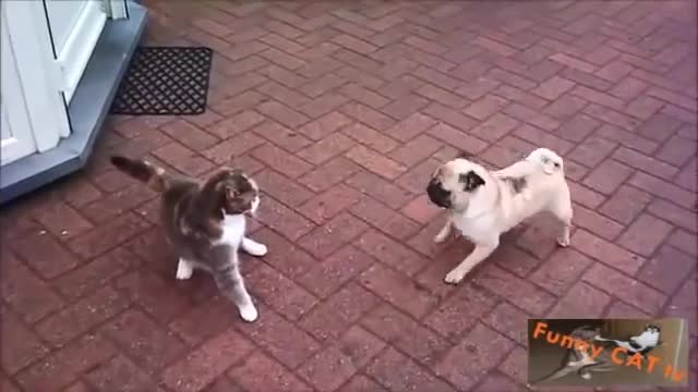 Cats and Dogs Meeting Each other For The First Time New Year