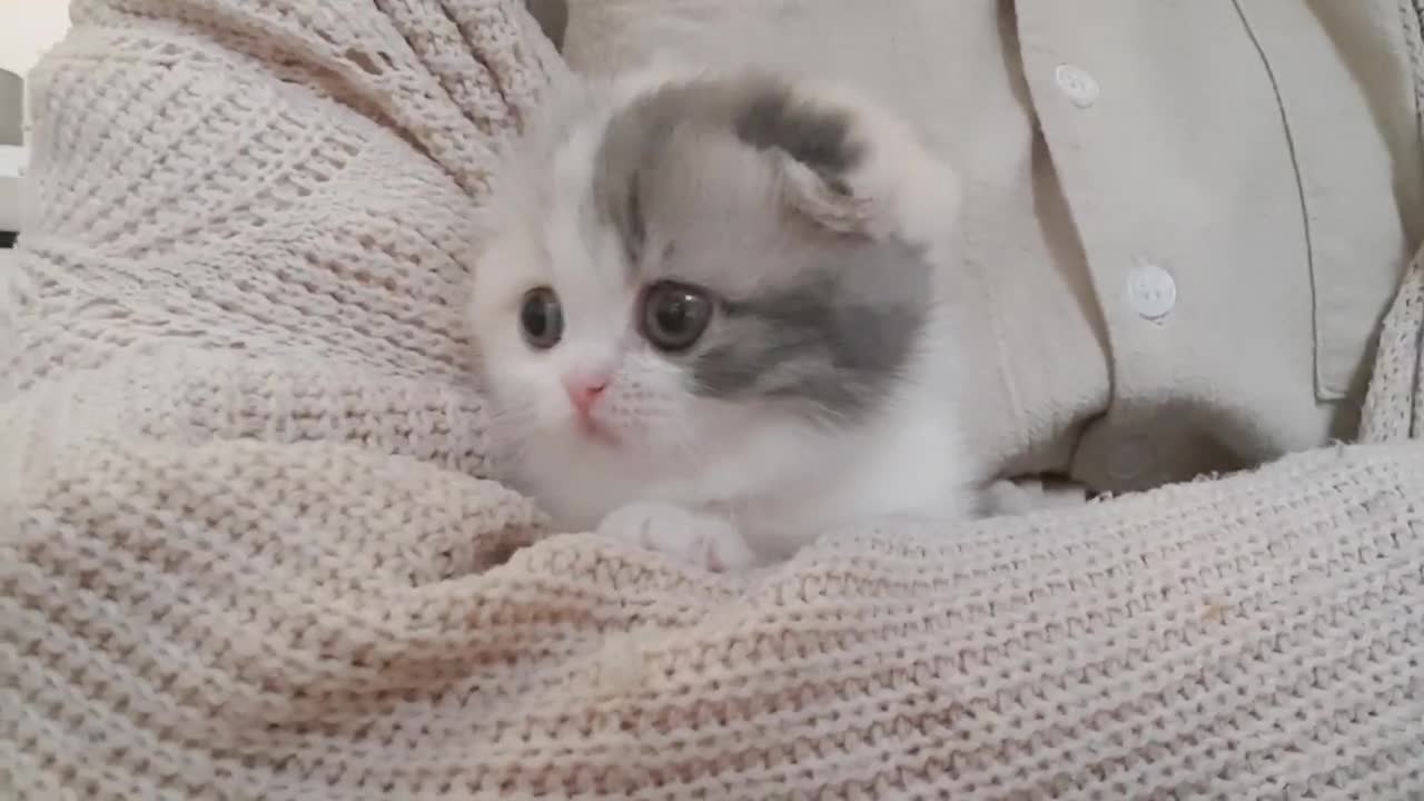 Cute kitten videos short leg cat KimsKennelUS