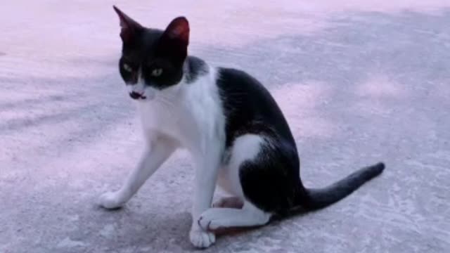 Cute Cat funny video