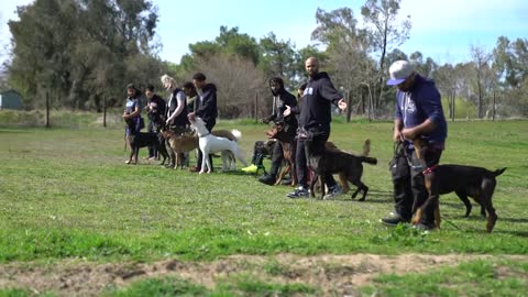 Modern Dog Training - Cali K9® Dog Training Advanced Leadership System for Dogs