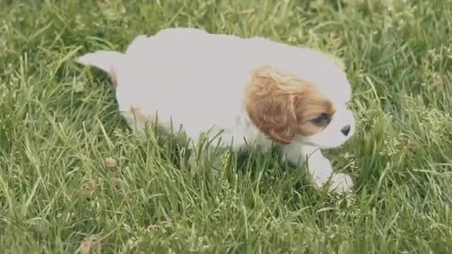 Cavalier King Charles Spaniel Puppies