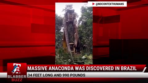 Massive Anaconda Was Discovered In Brazil