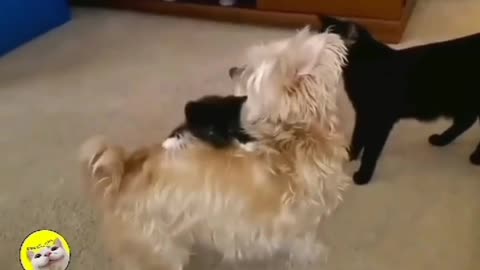 funny puppy video