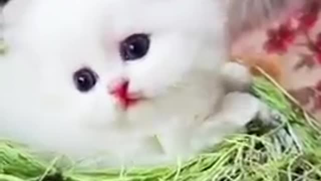 OMG So Cute Cats ♥ Best Funny Cat Videos 2021 _Shorts