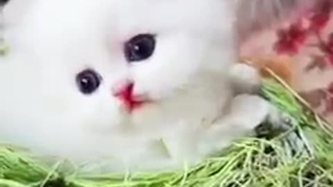 OMG So Cute Cats ♥ Best Funny Cat Videos 2021 _Shorts