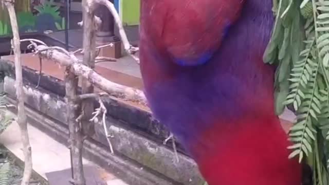 Hanging out with cage-free birds / Bali Zoo