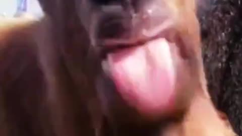 Funny Goat Videos 2022 Hahaha #shorts