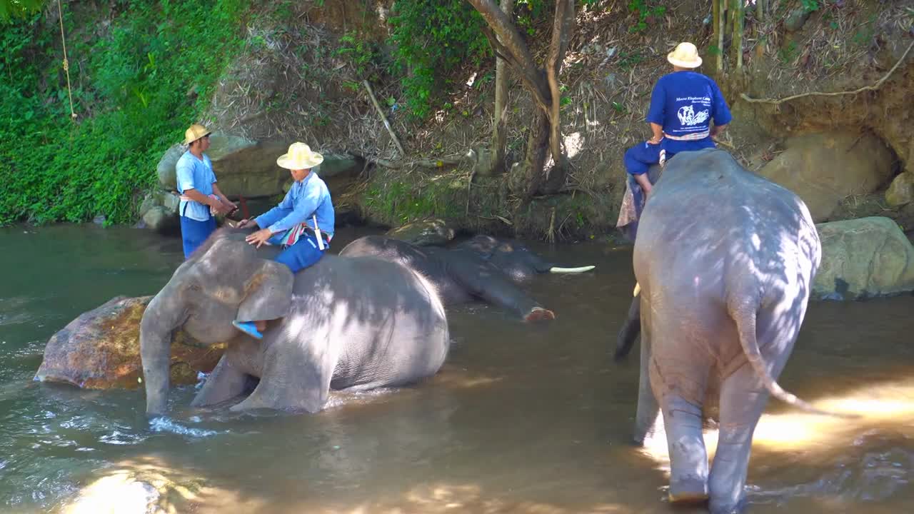 Person Washing Elephant In River Before Show At Farm