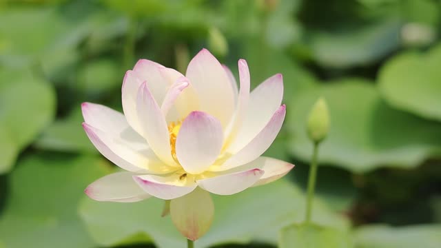 Pink & white beautiful flower