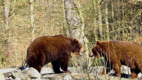 battle of bears