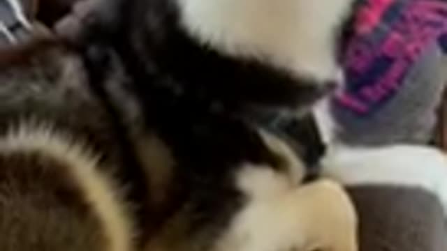 Top 3 funniest husky video in one minuteπ€£πππππππ
ππ€£ππ