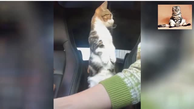 OMG So Cute Cats ♥ Best Funny Cat Videos 2021 😹