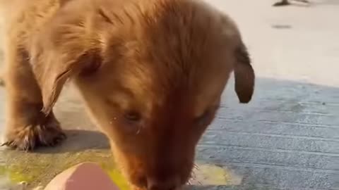 Chicken 🐔attacking puppy for eating its eggs