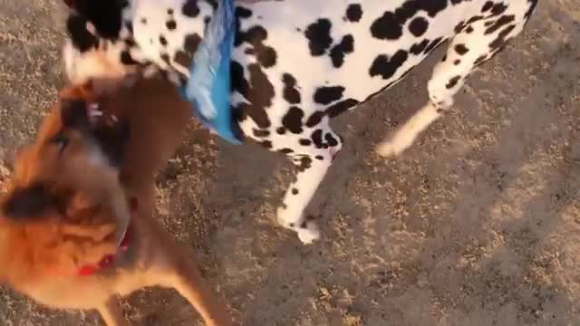 Aggressive Dalmatian - World`s Top 7th Aggressive Dog