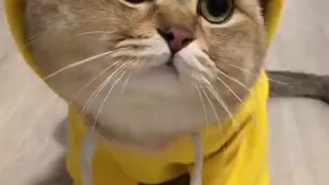 Cat Funny Video