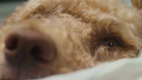 Macro rack focus from the nose to eye of a dog resting on a bed