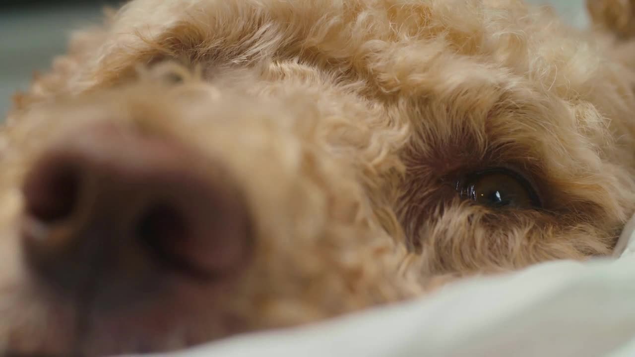 Macro rack focus from the nose to eye of a dog resting on a bed