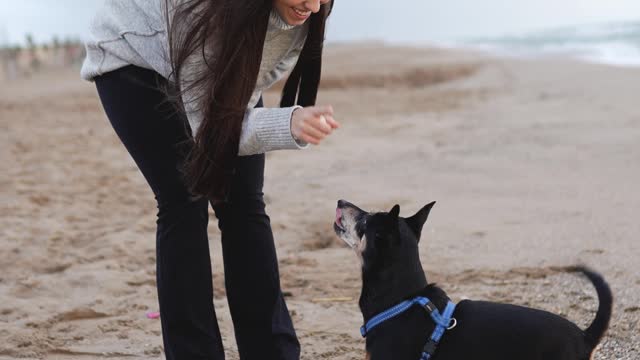 friendly dogs