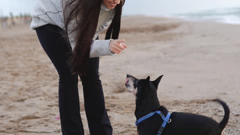 friendly dogs