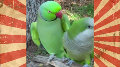 BEST COMPILATION FUNNY BIRDS #1