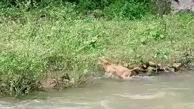 calf crossing the river