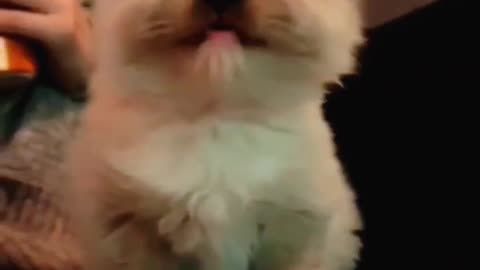 Cute baby cats sound ❤️