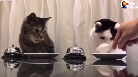 Smart Cats