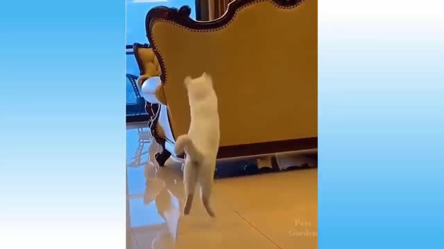 gatinho pegando a bolinha