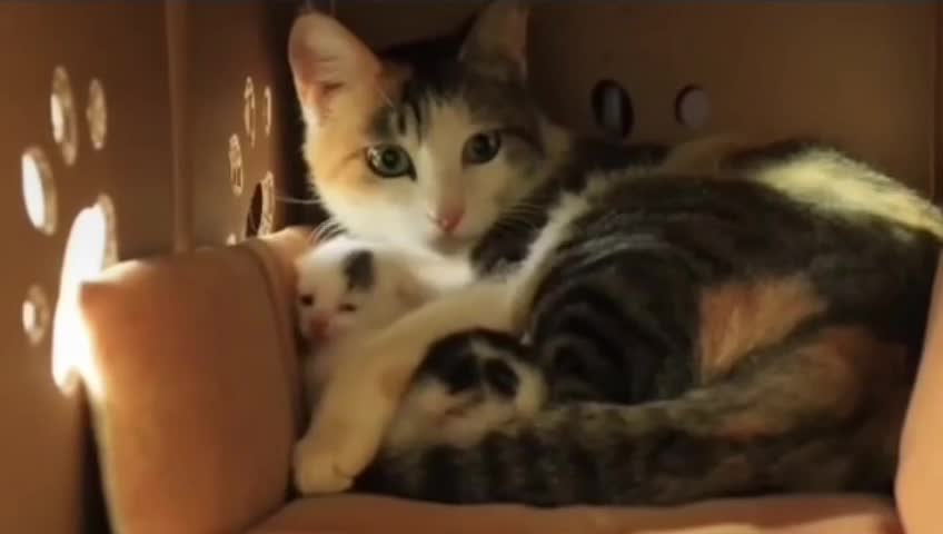 Cat Baby video