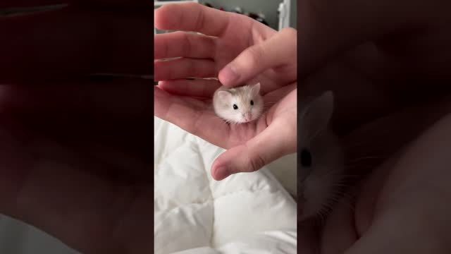 Cute Baby Hamster playing in Owner's Hands