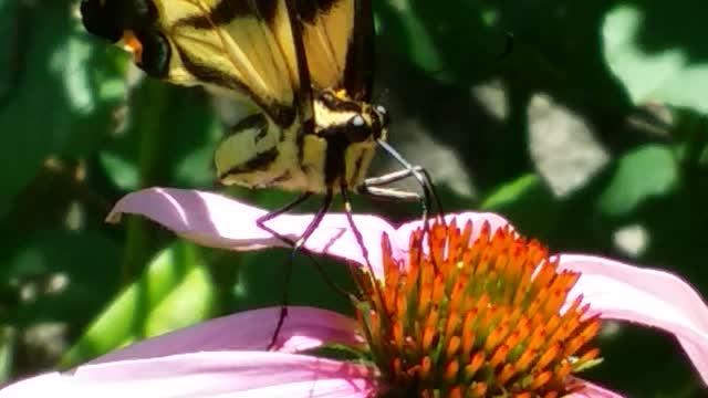 yellow swallowtail caught in action