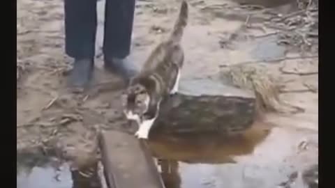 Cutest animals