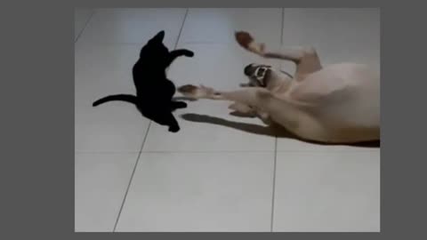 Play time of my pets_ kitty n dog