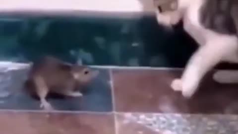 Cat and rat funny videos