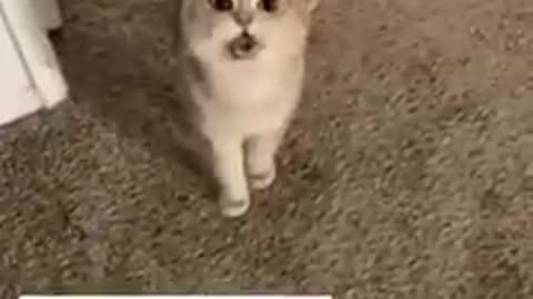 Cat funny video