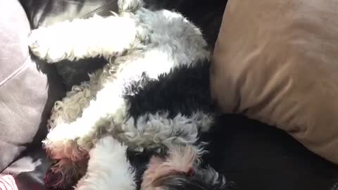 Two dogs on black couch one rolls off