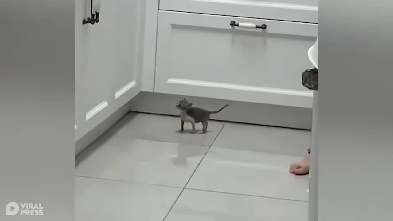 Tiny Kitten Fails Spectacularly With Jump