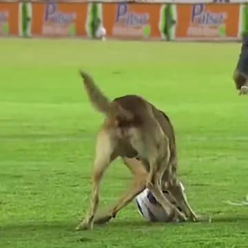 Dog Steals Football In Mexico _ 10 News First #shorts #football #dog