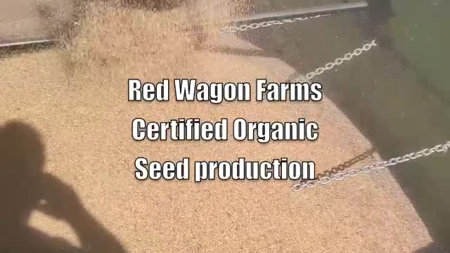 Organic Crop Farm Harvesting Red Clover Seed