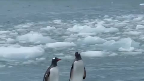 Caption this🐧😍😍