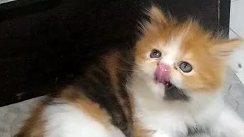 Cat video with funny movement