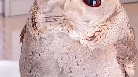 #owl #owls #owlsnesting #owllovers #fy #fypageシ