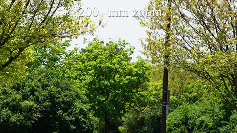 The Sony FE 200-600mm f/5.6-6.3 G OSS Lens