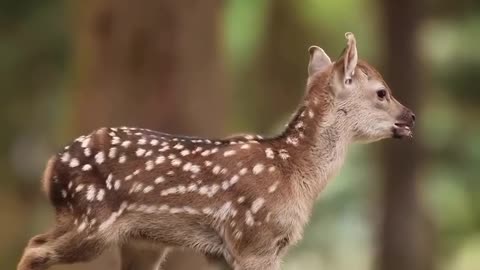 زیبایی افرینش