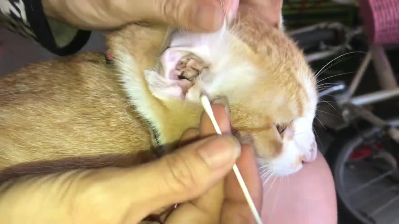 How to Ear wage remove cat DODO and Lucky and Dog KAKA #003