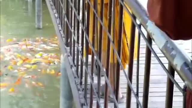 Voila des poissons d'Asie bien colorés.