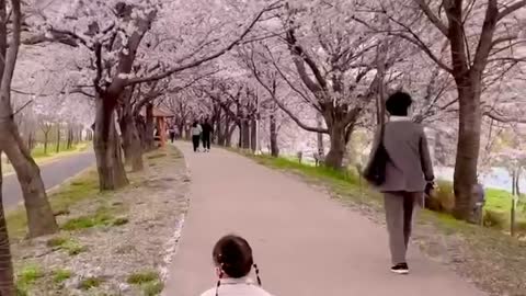 a baby running under a cherry blossom tree