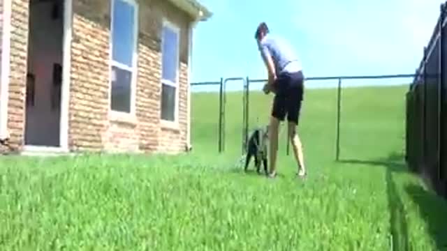 Dog Training The Fundamentals