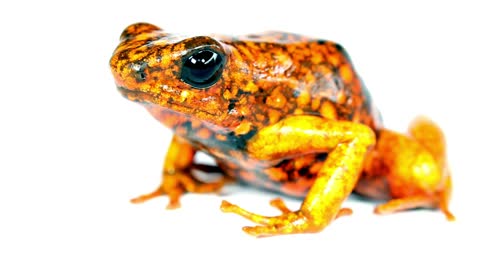 Blue poison dart frog